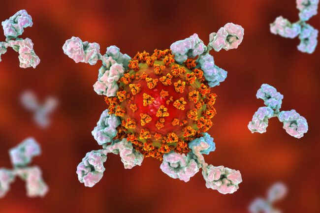 Custom Antibody Services